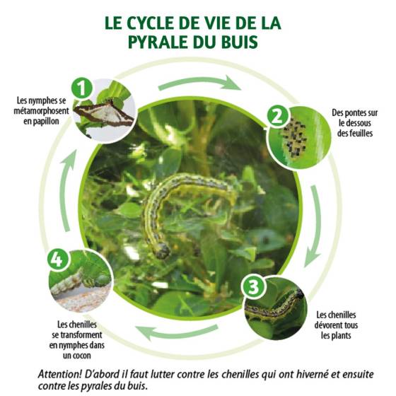BSI - BSI - 2 Pièges à phéromones Pyrale du Buis (Phéromones incluses) - Image 3
