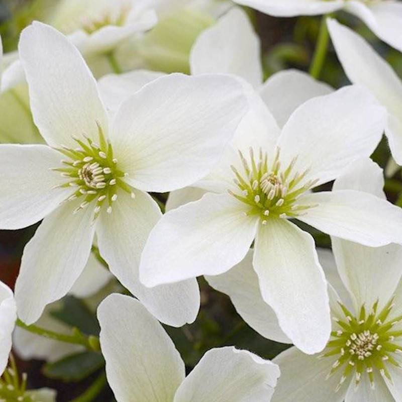 Clématite cartmanii Kimiko™ 'Evipo066' à fleurs Blanche - feuillage Persistant - Pot de 1,5L - Tuteur bambou 30/60 cm-  hauteur à maturité De 1,00 m à - Image 6