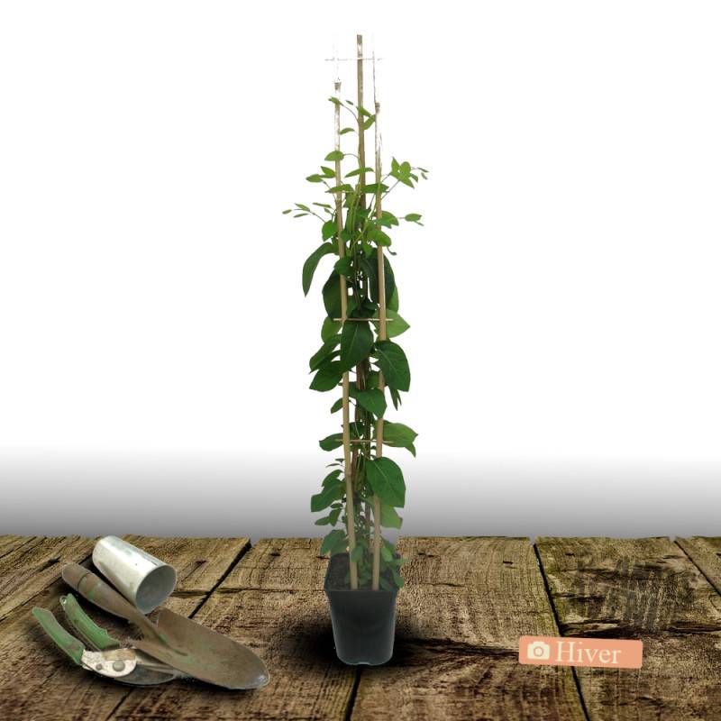Chèvrefeuille du Japon Hall's Prolific à fleurs Blanche - feuillage Semi-Persistant - Pot de 3L - Echelle bambou 60/120 cm-  hauteur à maturité De 5,0 - Image 4