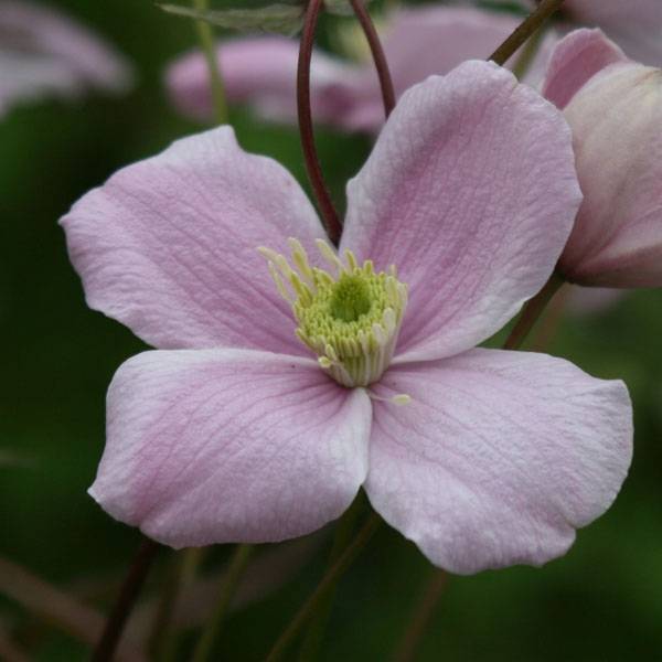 Clématite - Clematis montana Mayleen Pot de 2L/3L