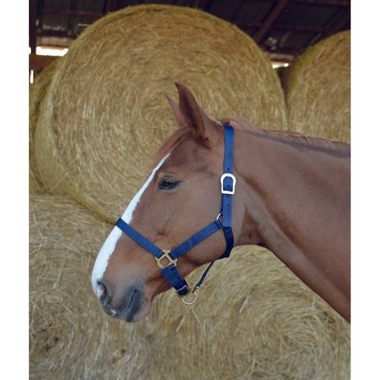 Licol double épaisseur marine pour cheval