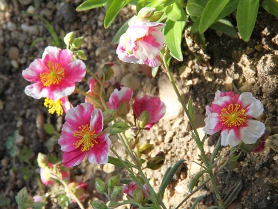 Promesse de Fleurs - Hélianthème Raspberry Ripple Godet de 8/9 cm - Image 2