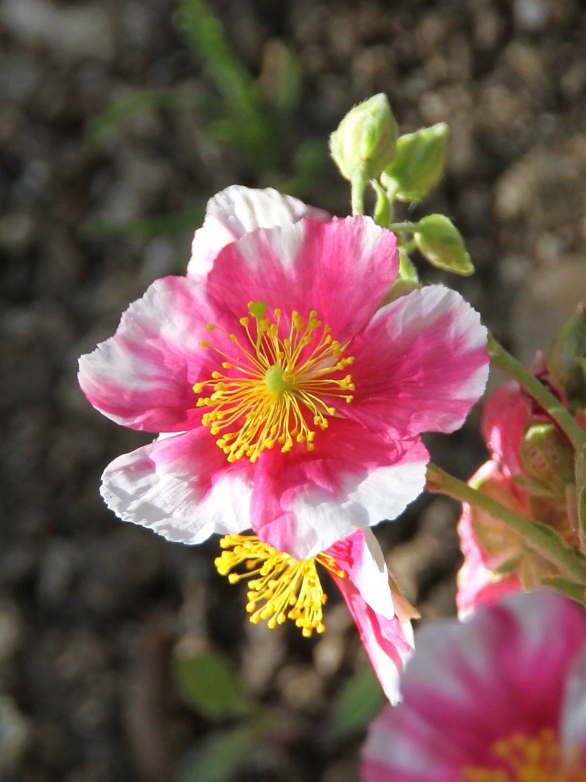 Promesse de Fleurs - Hélianthème Raspberry Ripple Godet de 8/9 cm
