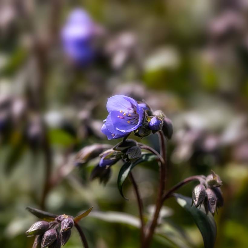 Polemonium hybride Heaven Scent - Valériane grecque Godet de 8/9 cm