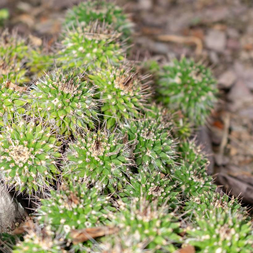Cactus - Mammillaria compressa Mini-plante