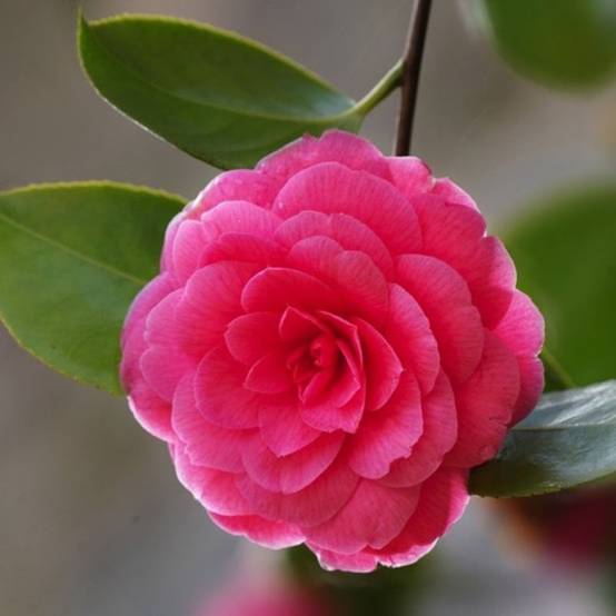 Camélia du Japon 'Madame Lebois' (Camellia japonica 'Madame Lebois') - Godet 9cm - Pépinières Naudet - Image 1