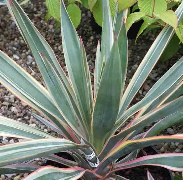 0 - Yucca gloriosa variegata (Dague espagnole) Pot de 25L - 80/100cm - Image 2