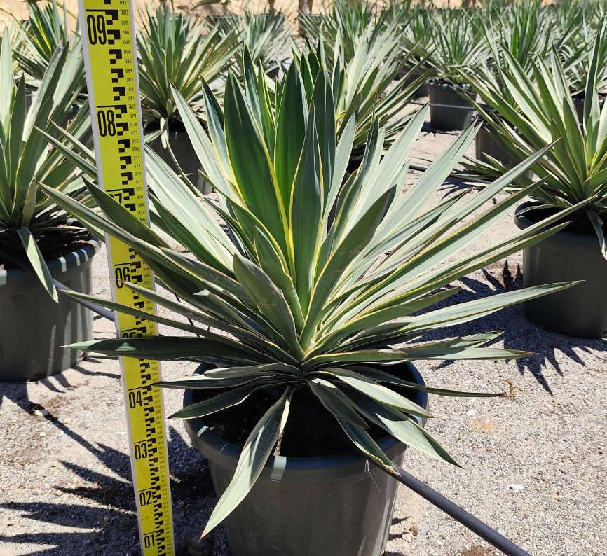0 - Yucca gloriosa variegata (Dague espagnole) Pot de 25L - 80/100cm - Image 3