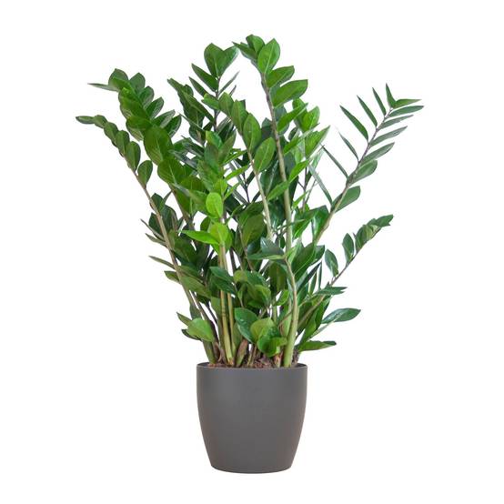 Zamioculcas Zamiifolia et son pot- La Green Touch Gris - Hauteur 80cm