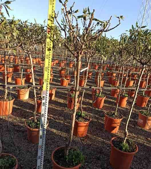 Sans Marque - Prunus dulcis (Amandier) Couleur floraison:Blanc - Taille:Pot de 7 litres ? 100/120 cm - Image 3