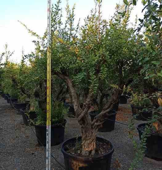 Sans Marque - Prunus dulcis (Amandier) Couleur floraison:Blanc - Taille:Pot de 7 litres ? 100/120 cm - Image 7