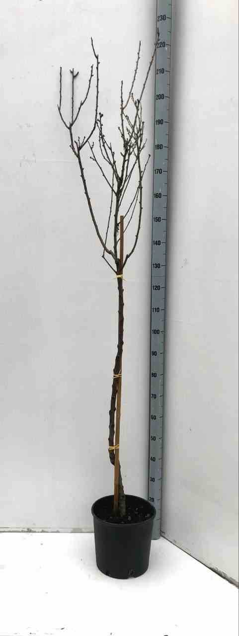 Sans Marque - Prunus dulcis (Amandier) Couleur floraison:Blanc - Taille:Pot de 7 litres ? 100/120 cm - Image 1