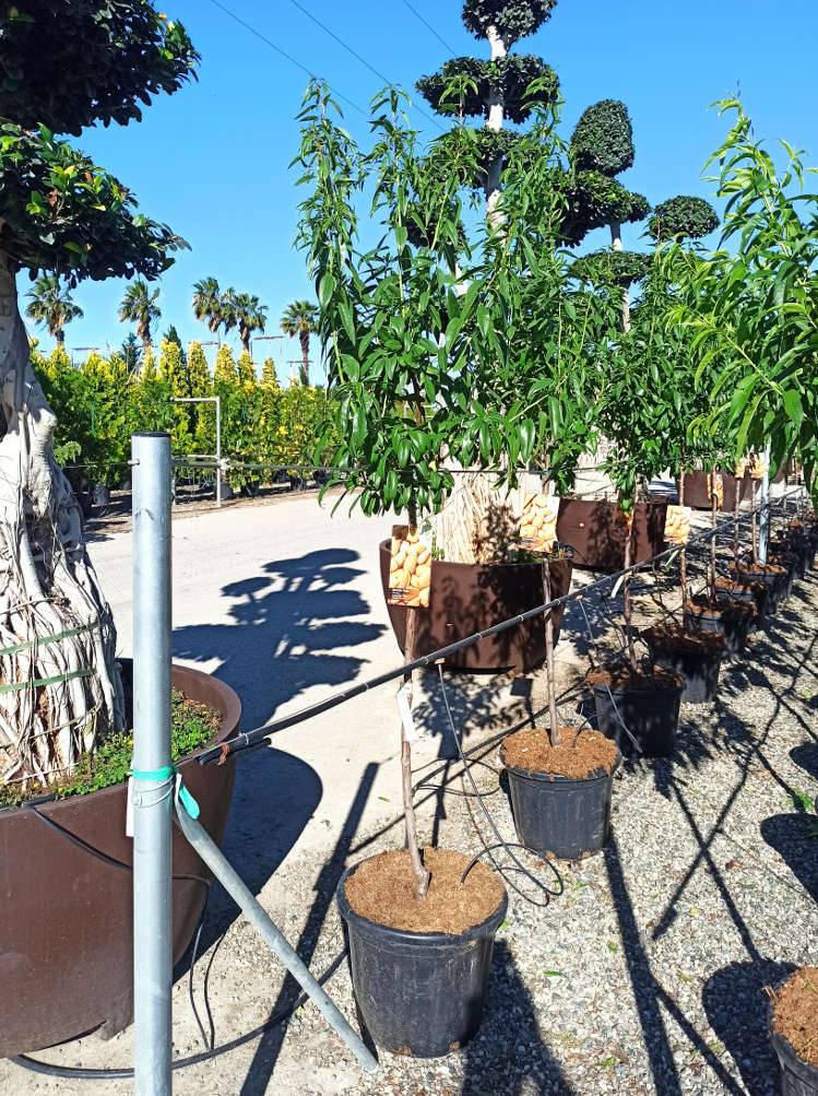 Sans Marque - Prunus dulcis (Amandier) Couleur floraison:Blanc - Taille:Pot de 7 litres ? 100/120 cm - Image 4