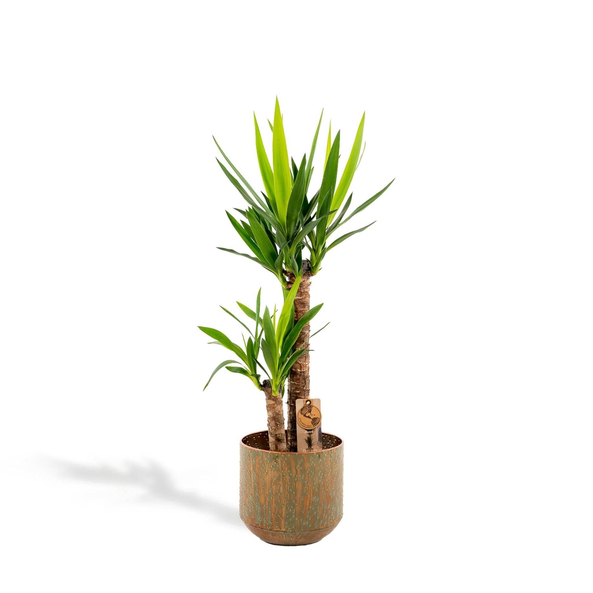 Yucca et son cache h100cm 100cm - Plante d'intérieur- La Green Touch - Image 2