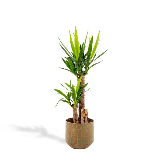 Yucca et son cache h100cm 100cm - Plante d'intérieur- La Green Touch - Image 1