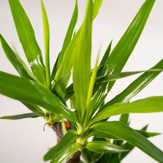 Yucca et son cache h100cm 100cm - Plante d'intérieur- La Green Touch - Image 5