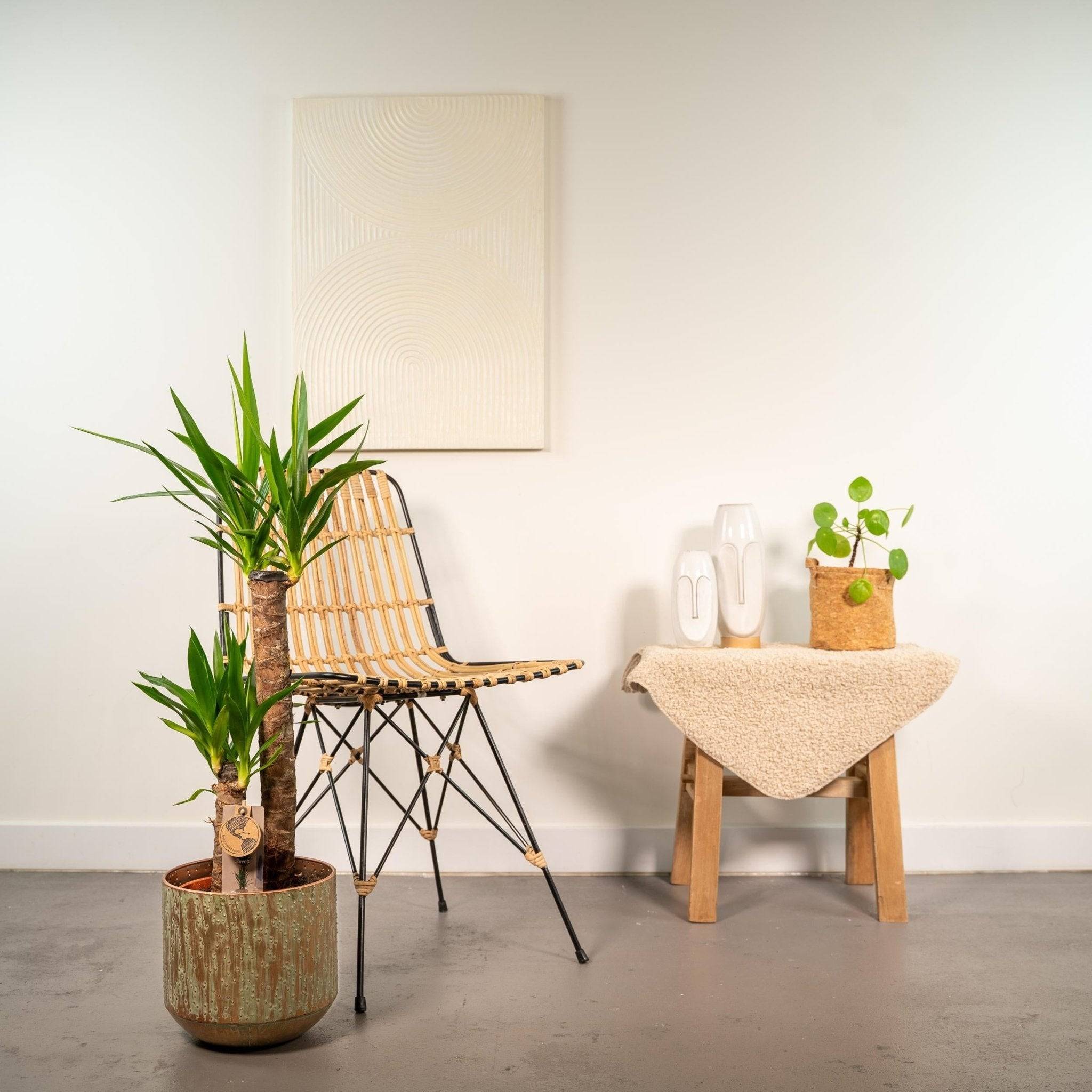 Yucca et son cache h100cm 100cm - Plante d'intérieur- La Green Touch - Image 4