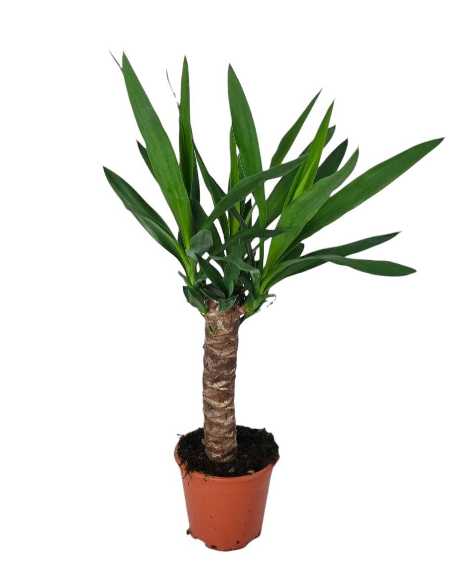 Yucca 60cm - Plante d'intérieur- La Green Touch - Image 1