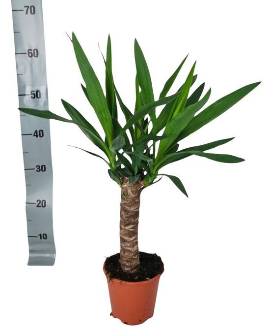 Yucca 60cm - Plante d'intérieur- La Green Touch - Image 4