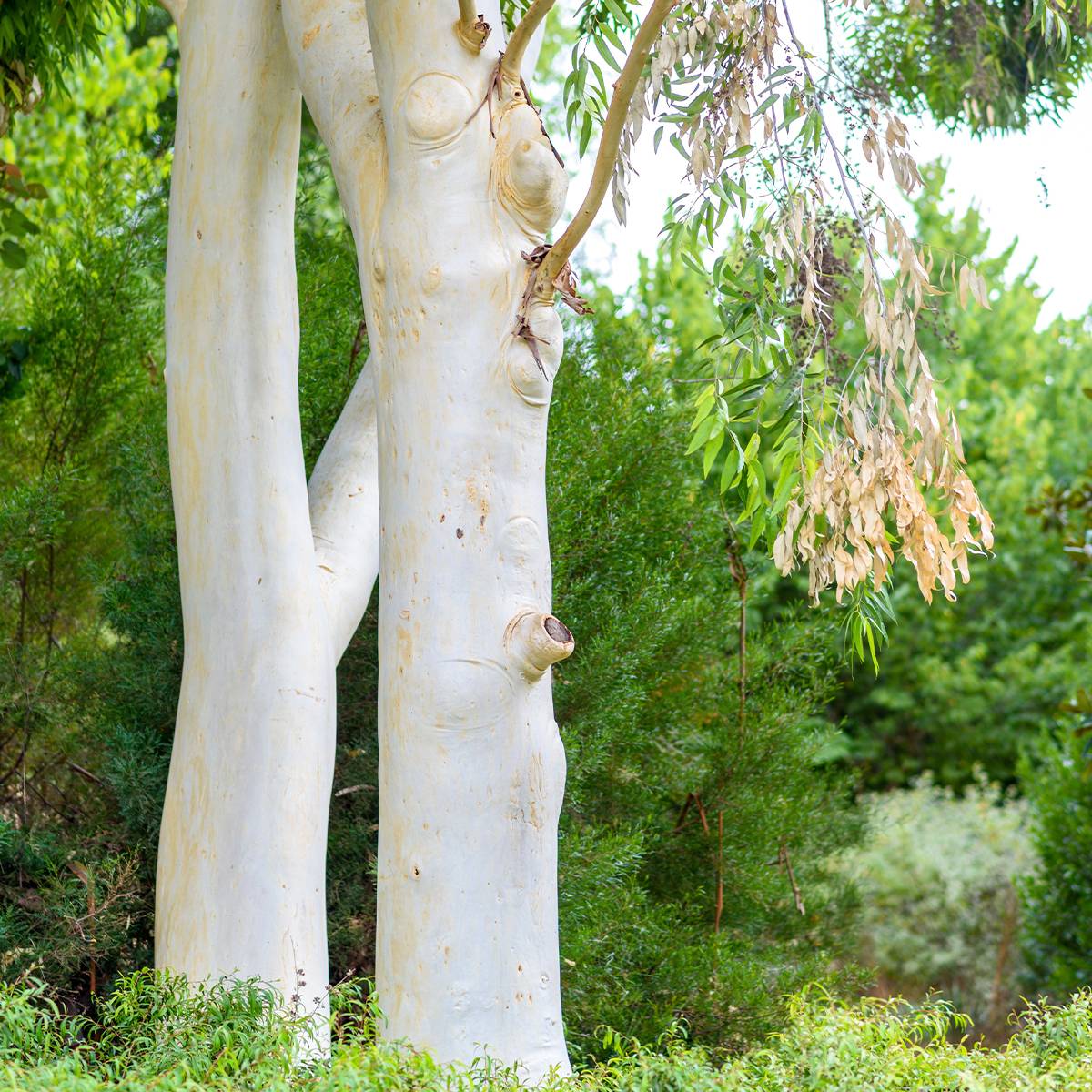 Eucalyptus dalrympleana - Gommier blanc des montagnes Pot de 4L/5L, Pot anti-chignon