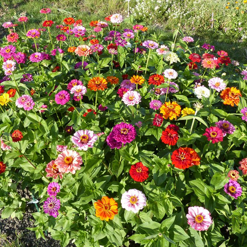 Promesse de Fleurs - Graines de Zinnia elegans à fleur de Dahlia en mélange le sachet de 200 graines environ (2g)