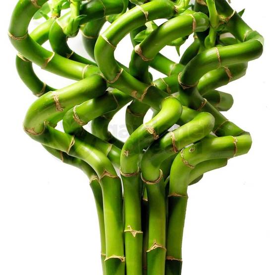 Gardenersdream - Lucky Bambou 30 Cm - 3 Tiges Spiralées - Plante D'Intérieur En Pot Rebord De Fenêtre - GardenersDream - Image 1