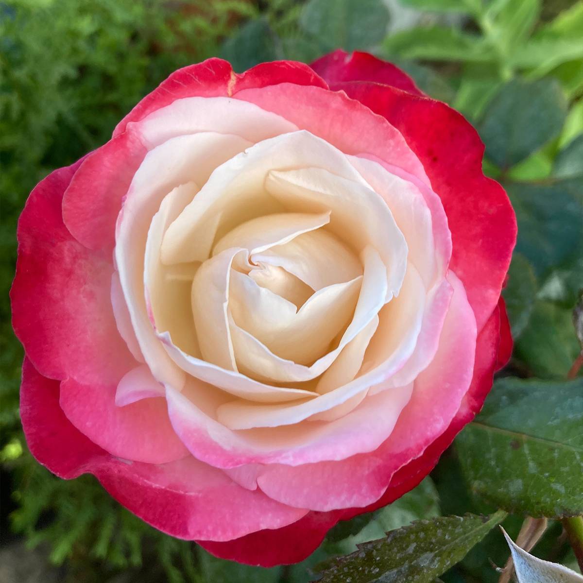 Rosier à grandes fleurs Nostalgie Racines nues en motte