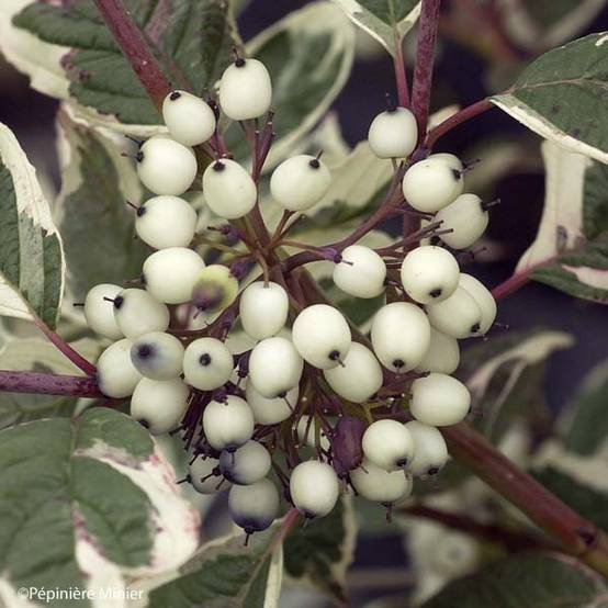 Promesse de Fleurs - Cornus alba Sibirica Variegata - Cornouiller blanc Pot de 2L/3L - Image 1