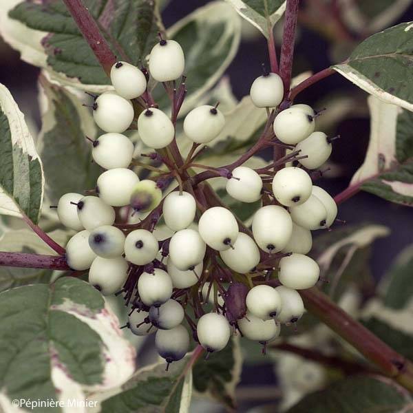 Promesse de Fleurs - Cornus alba Sibirica Variegata - Cornouiller blanc Pot de 2L/3L - Image 1