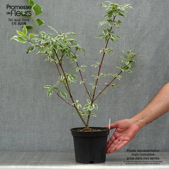 Promesse de Fleurs - Cornus alba Sibirica Variegata - Cornouiller blanc Pot de 2L/3L - Image 2