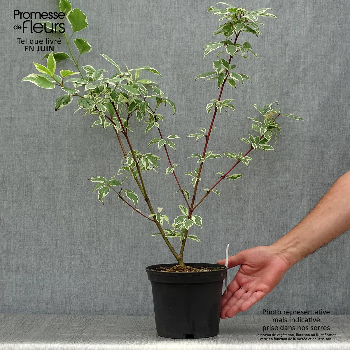 Promesse de Fleurs - Cornus alba Sibirica Variegata - Cornouiller blanc Pot de 2L/3L - Image 2