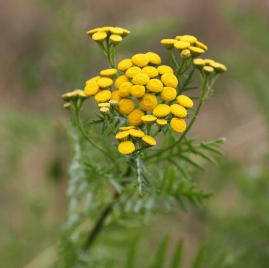 Tanaisie - Tanacetum vulgare Godet de 8/9 cm