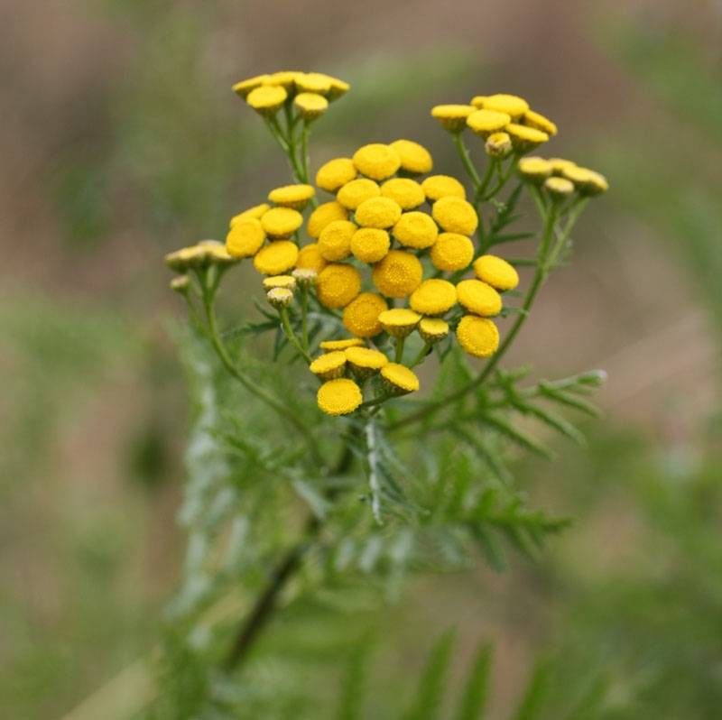 Tanaisie - Tanacetum vulgare Godet de 8/9 cm