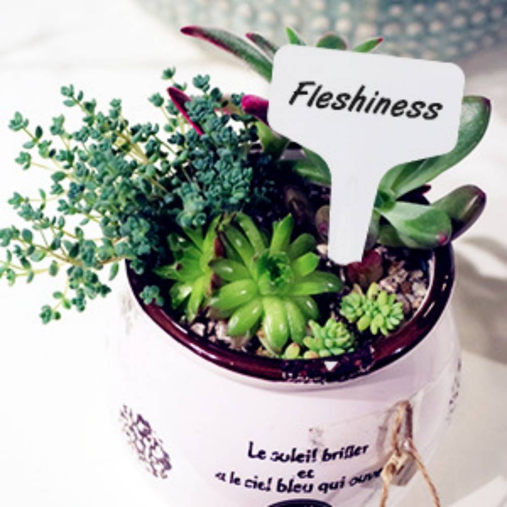 100 étiquettes pour plantes sans stylo - IntiMeg - Image 5