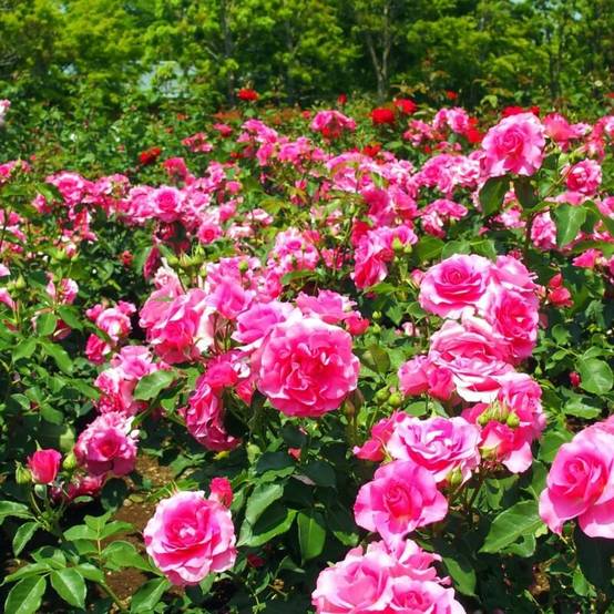 Rosier 'Astrée' - Conteneur 3L - Pépinières Naudet - Image 3