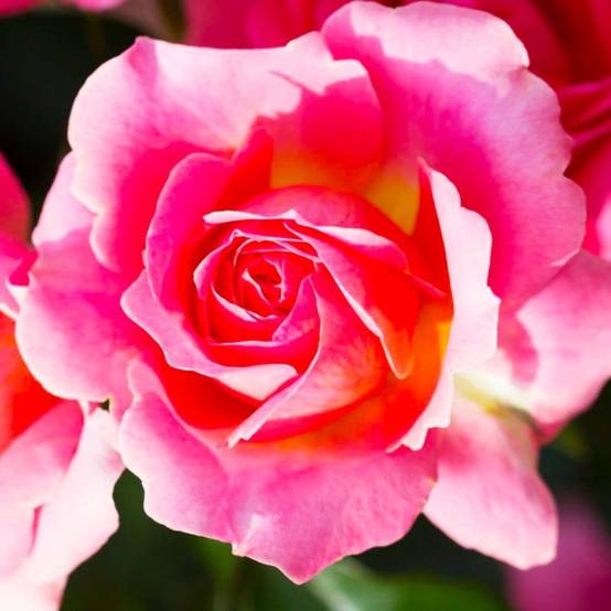 Rosier 'Astrée' - Conteneur 3L - Pépinières Naudet - Image 1