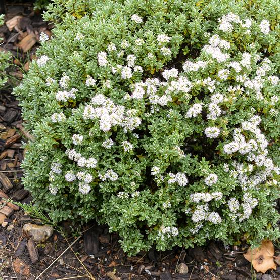 Hébé topiaria - Véronique arbustive Pot de 1,5L/2L - Image 1