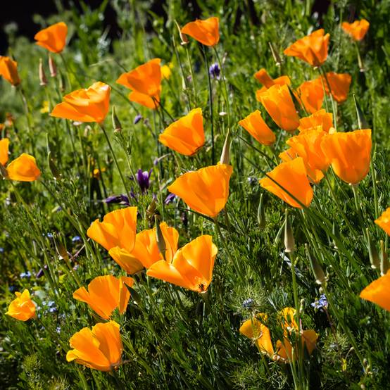 Promesse de Fleurs - Graines de Pavot de Californie Orange King - Eschscholzia californica le sachet de 500 graines environ (1g)