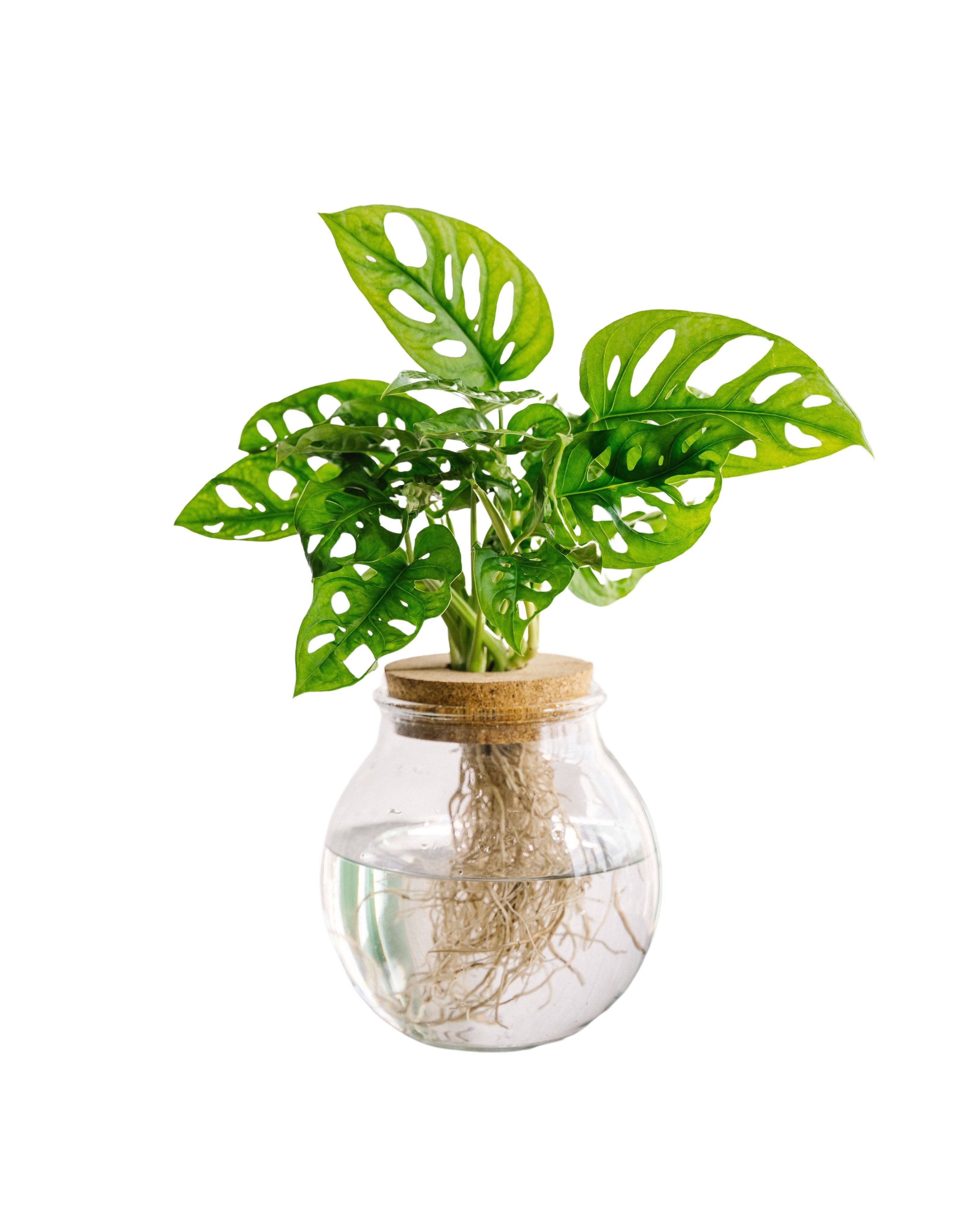 Monstera adansonii en hydroculture 25cm - Plante d'intérieur- La Green Touch - Image 1