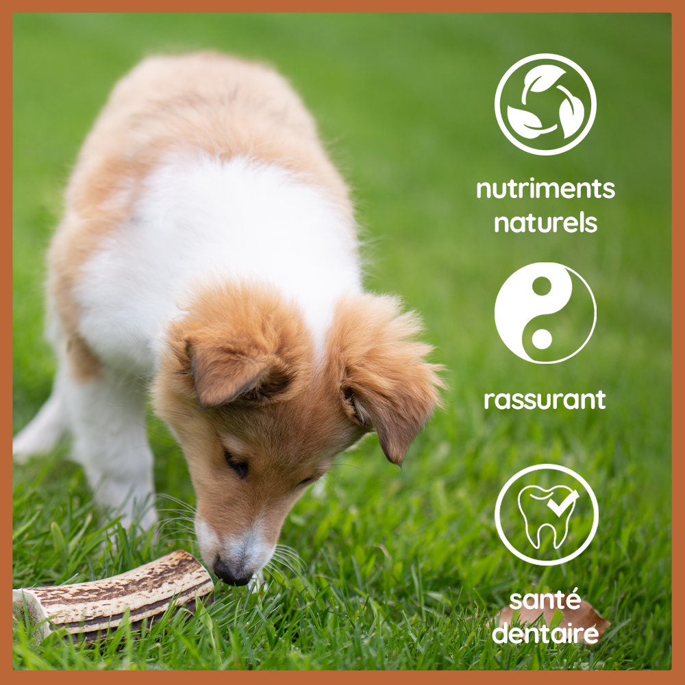 Wildfang - Wildfang - Cerf élaphe mâchant des bois à l'huile de saumon - 3 pieces - M - pour les chiens pesant entre 10 et 25 kg - Image 3
