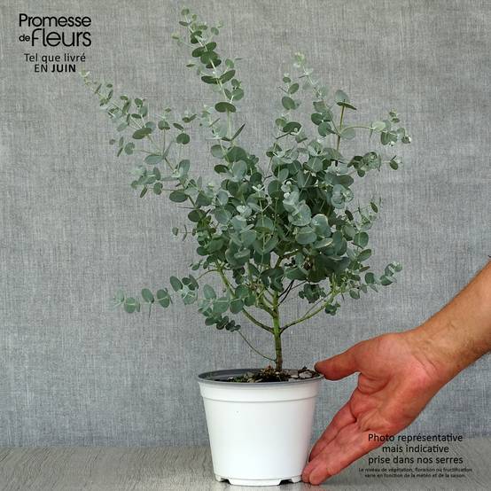 Eucalyptus gunnii - Gommier cidre Pot de 1L/1,5L - Image 2