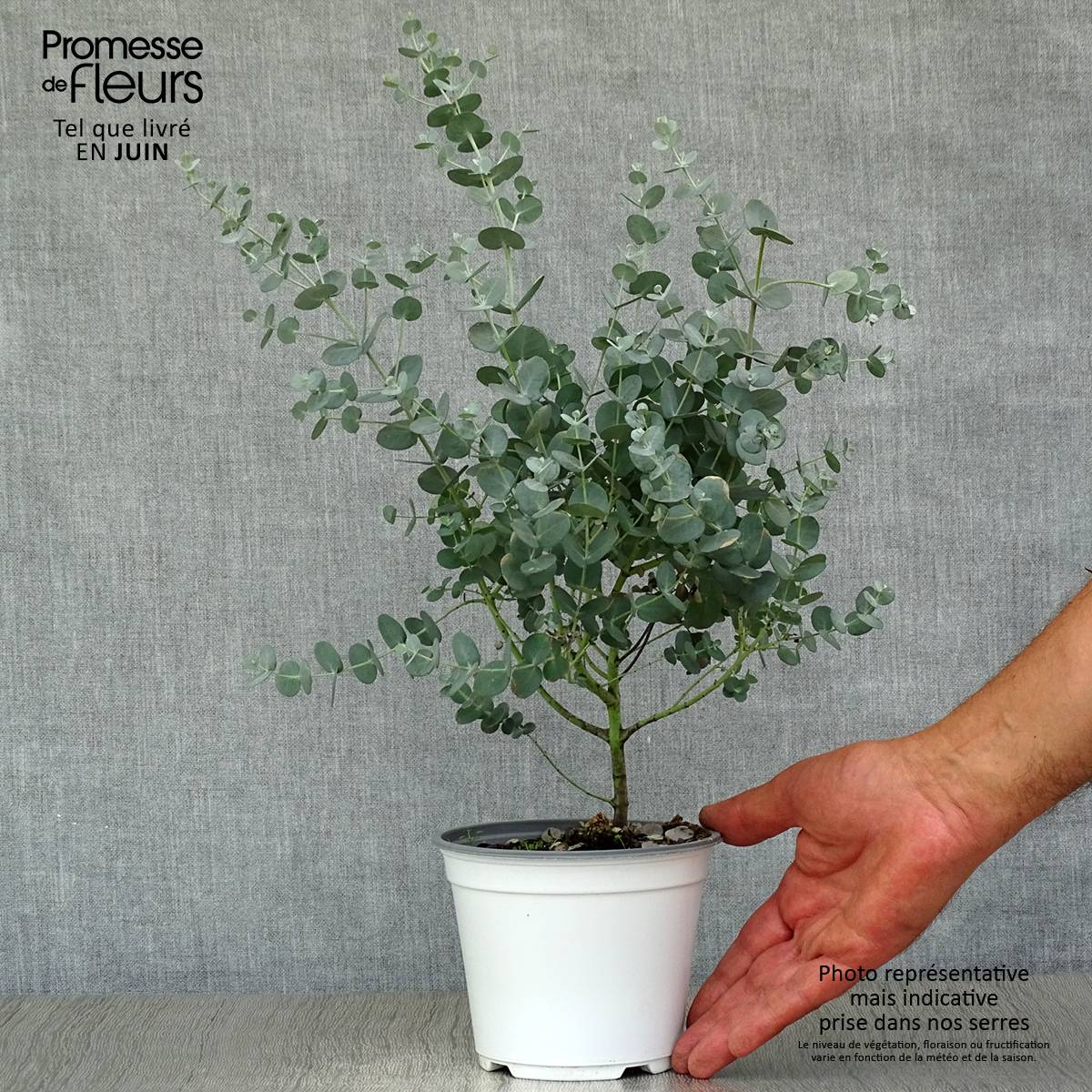 Eucalyptus gunnii - Gommier cidre Pot de 1L/1,5L - Image 2