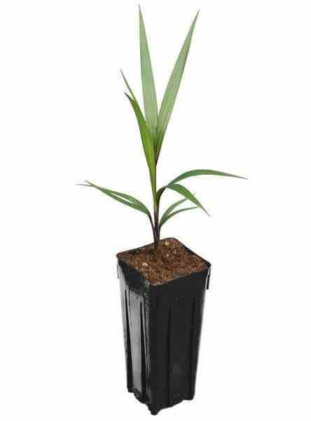 0 - Hyophorbe lagenicaulis (Palmier bouteille) Pot de 40 litres - 140/160 cm - Image 1