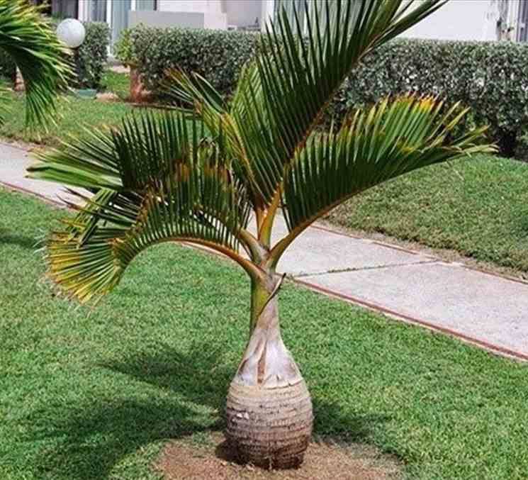 0 - Hyophorbe lagenicaulis (Palmier bouteille)  Pot de 40 litres - 140/160 cm - Image 2