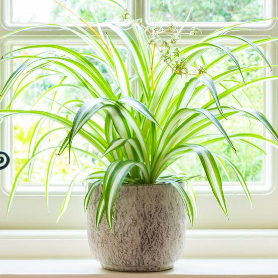 Gardenersdream - Chlorophytum Variegatum - Plante Araignée | Superbe Plante D'Intérieur | De 20 À 30 Cm Pot Inclus - GardenersDream - Image 1