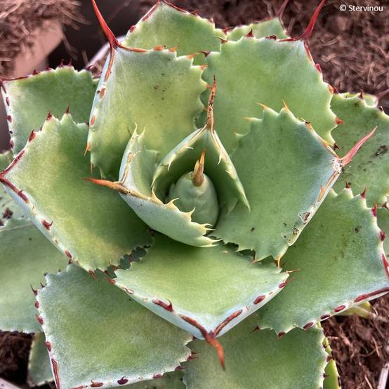 Agave potatorum Kichiokan Pot de 3L/4L