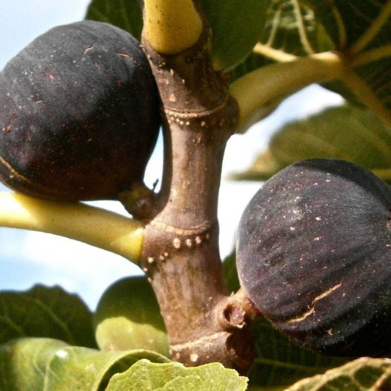 Figuier Violette Normande, Ficus carica - Bon rendement - Pot de 7,5L - 60/80 cm - De 3,00 m à 5,00 m - Image 1