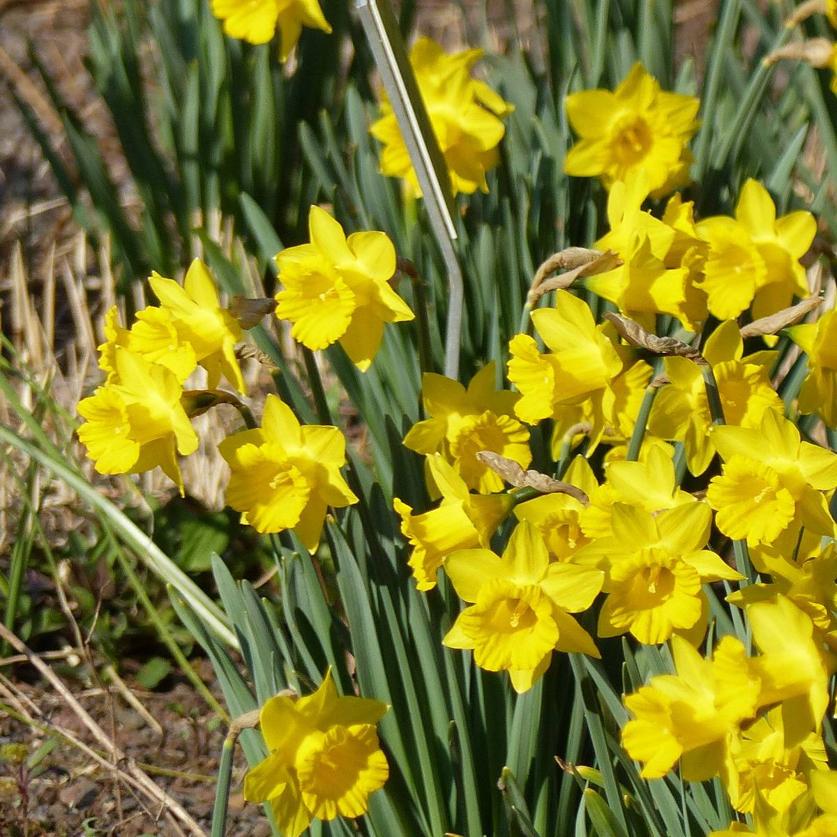 Promesse de Fleurs - Narcisse pseudonarcissus Obvallaris Bulbe calibre 10/12 (par 10)