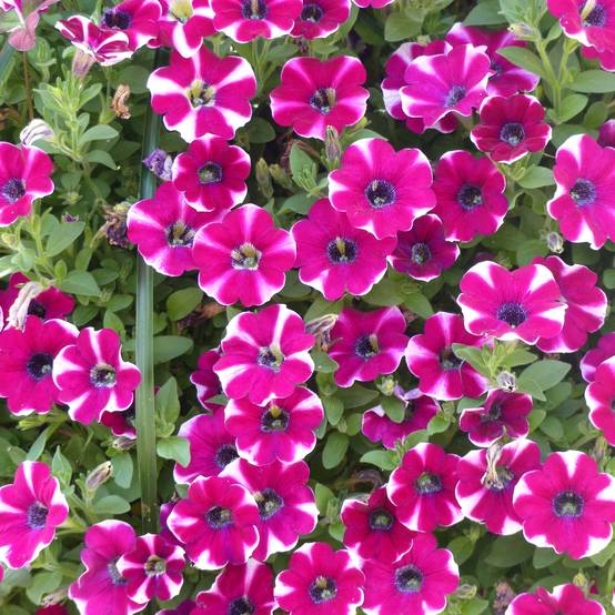 Pétunia Cascadias Bicolor Cabernet Mini-motte Ø 3/4 cm, Plant vert de 5 à 10 cm de haut (par 5)