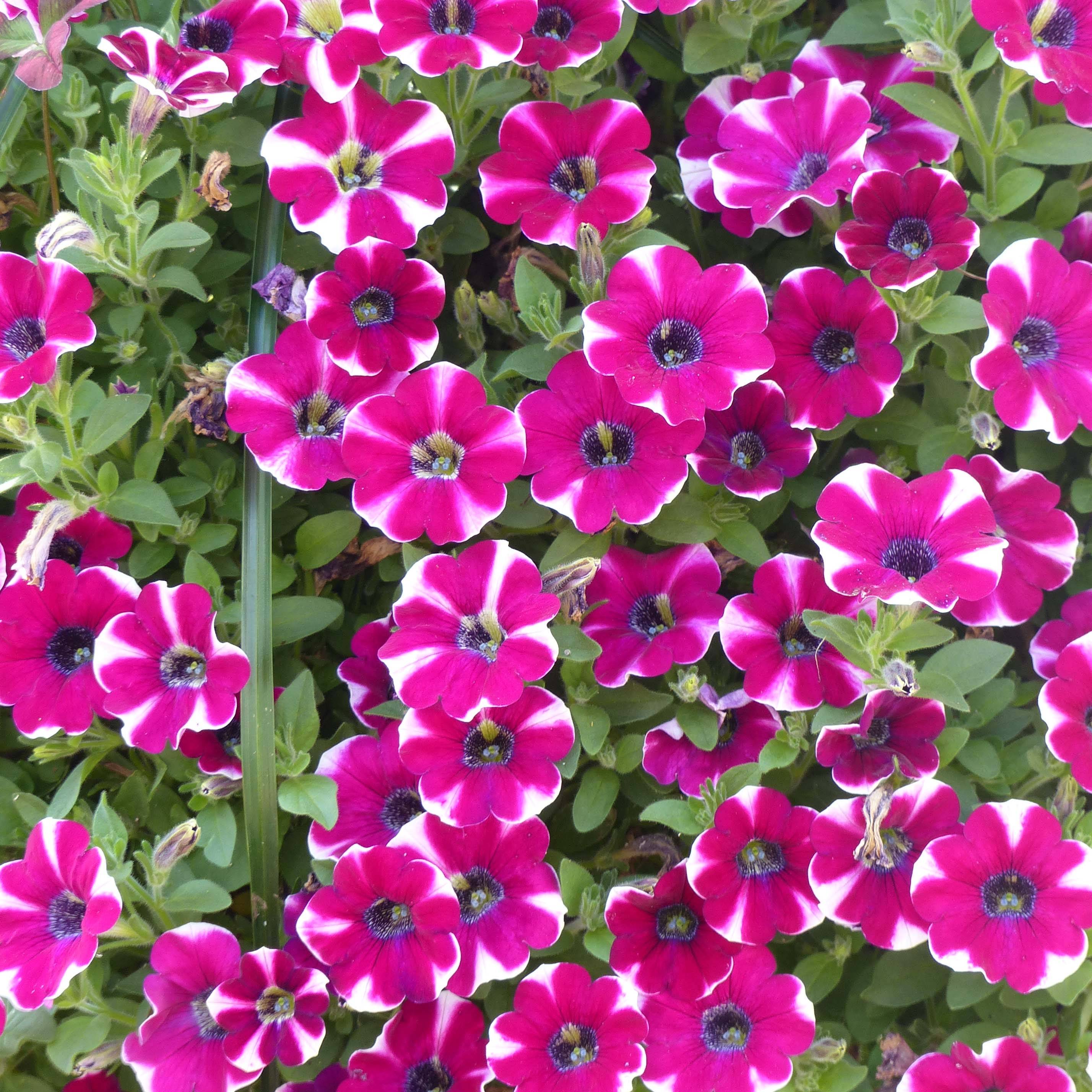 Pétunia Cascadias Bicolor Cabernet Mini-motte Ø 3/4 cm, Plant vert de 5 à 10 cm de haut (par 5)